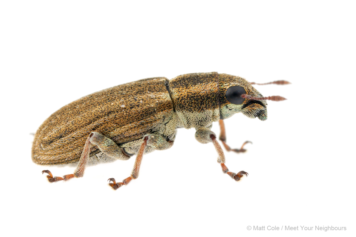 MYN Weevil - Sitona species